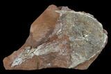 7.3" Devonian Armored Osteostracan (Victoraspis?) Fossil - Ukraine - #131402-1